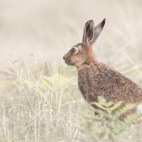 Hare - Clive Watkins