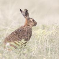 Brown hare - Clive Watkins