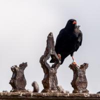Chough - Clive Watkins
