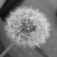 Pattern example - Dandelion Seeds