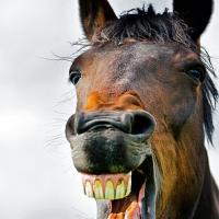 Yawn - Donnie Briggs